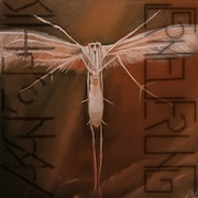 DVD/Blu-ray-Review: Akantophis - Erneuerung