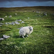 DVD/Blu-ray-Review: Poor Genetic Material - Pastoral